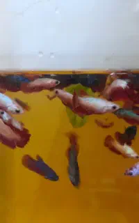 ماهی فایتر