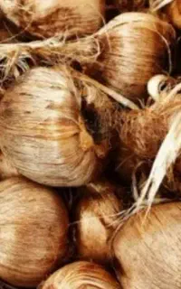 پیاز زعفران درجه یک وامنان ( کاشیدار)