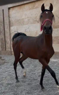 کره مادیون مناسب اسب داری