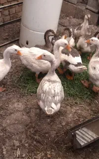 غاز