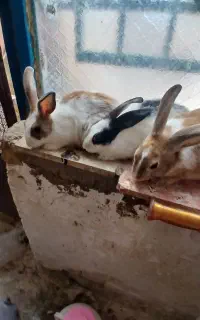 خرگوش