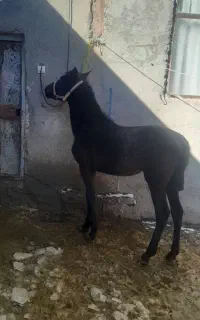 کره مادیان 15ماه