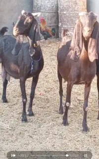 شاه بز پاکستانی عطیقه