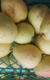 گلابی