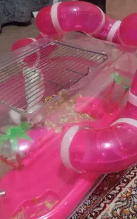 همستر معاوضه با پرنده طوطی