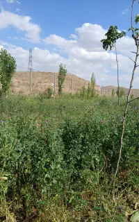 یونجه زیر درختی