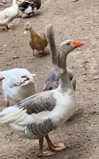 یک جفت غاز یک ساله