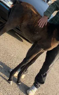 کره اسب نریان