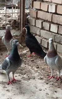 کبوترمسافتی اس  دوستان فقط تماس پاسخگوهستم