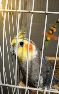 عروس هلندی سخنگو