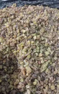 کشمش