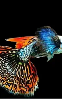 ماهی گوپی زبرا کت پوزه بوته ای کالر تایگر بارب