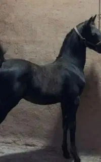 خرید وفروش کره اسب کوردشناسنامه داربا چک معتبر