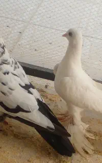 کبوتر
