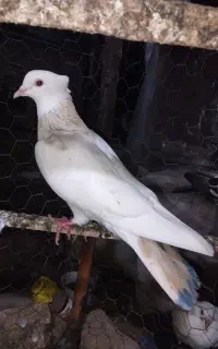 کبوتر رنگی