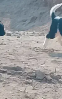 پذیرش سگ قیر آپارتمانی رایگان