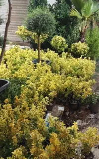 باغبانی و خدمات باغچه ـ طراحی و اجرای فضای سبز