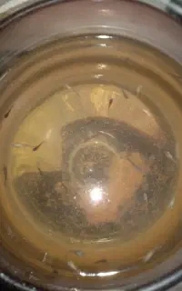 بچه ماهی گوپی سالم