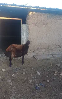میش تخمی