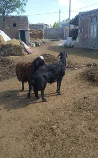 قوچه