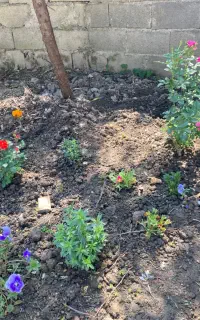 کود گوسفندی