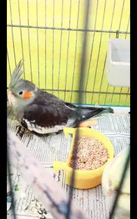 معاوضه عروس هلندی ماده  6 ماهه با یکساله بالغ