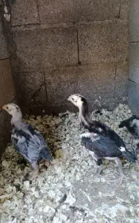 جوجه لاری