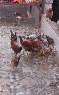 جوجه