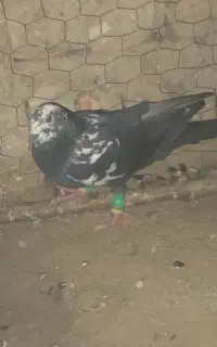 کفتر المانی