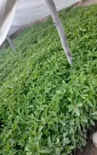 شتیل گوجه فرنگی پربار اصلاح شده تضمینی