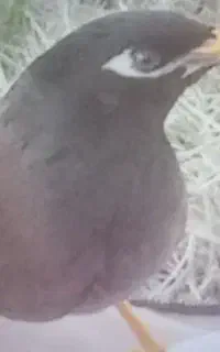مرغ مینا گمشده