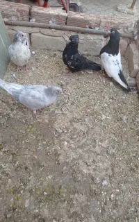 چندتا رنگه