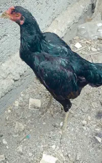 دو مرغ چابهار