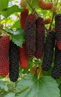فروش نهال توت موزی وگیلاس تکدانه
