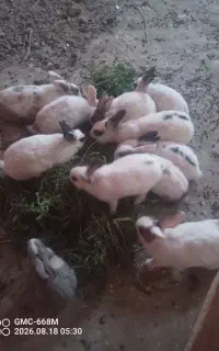 خرگوش