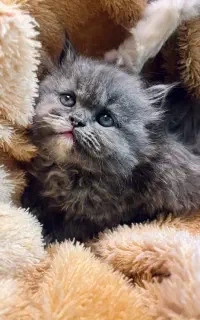 گربه بیریتیش بلو لانگ هیر