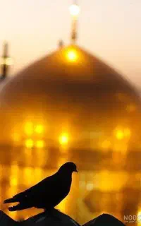 سیرجان به مشهد(اقساط)