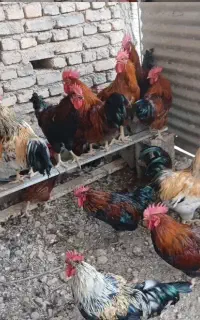 ایام سمانی جهت رفع بلادفع چش زخم خروس قربانی