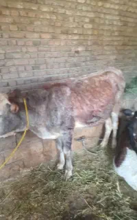 گوساله