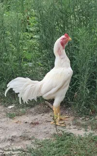 خروس لاری