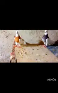 کفتر جفتگاه طوقی خوشگل عطیقه