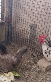 جاپنیز.مرندی.لهستانی.گردن لخت