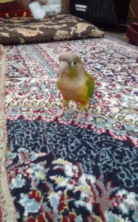 اجتماعی