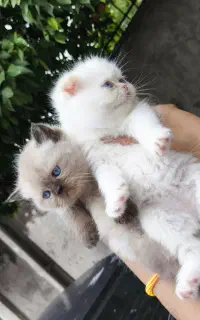 گربه پرشین چاکلت پوینت