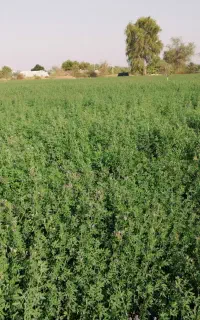 پرس یونجه خشک