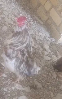 خروس گلین