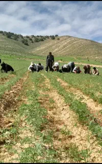 سرکار گر هستم برای کار کشاورزی