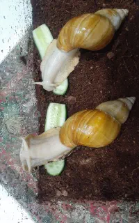 حلزون آتاچینا