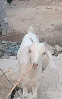 سلام کهره و مادر دو قلو زا