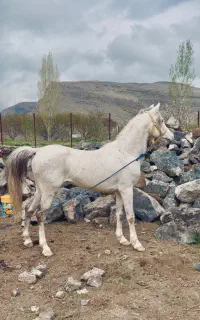 اسب